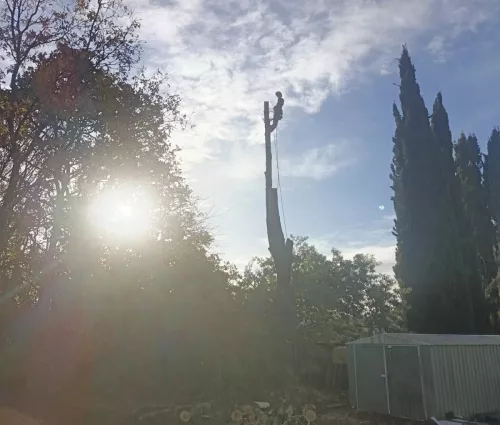 abattage-peuplier-mouzillon-44330-arbreseteau (2)