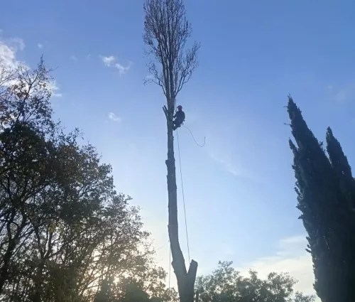 abattage-peuplier-mouzillon-44330-arbreseteau (3)