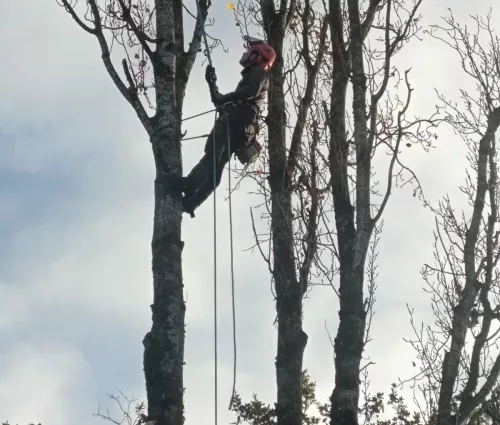 abattage-peuplier-mouzillon-44330-arbreseteau (4)