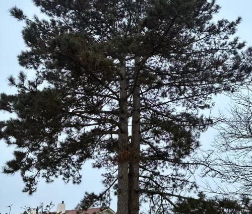 demontage-retention-pin-beaupreau-en-mauges (4)