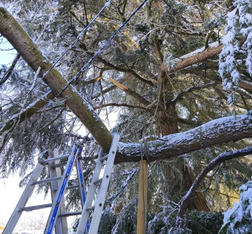 intervention-urgence-arbre-arbres-et-eau-mouzillon (2)