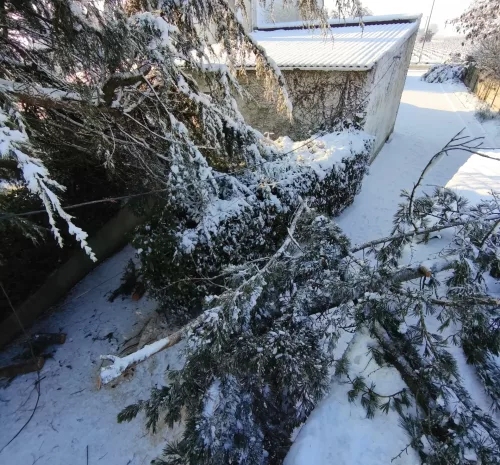 intervention-urgence-arbre-arbres-et-eau-mouzillon (3)