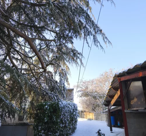 intervention-urgence-arbre-arbres-et-eau-mouzillon (4)