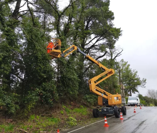 taille-redusction-chene-nacelle-monfaucon-montigne-arbreseteau (1)