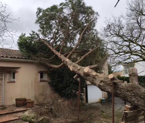 urgence-démontage-pin-parasol-tempete-tillieres-arbreseteau