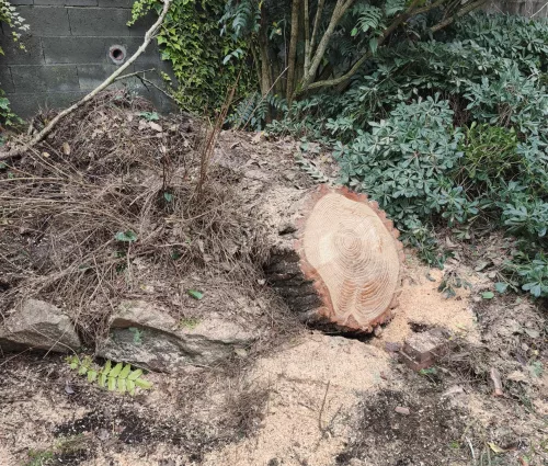 urgence-démontage-pin-parasol-tempete-tillieres-arbreseteau (2)