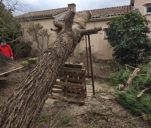 urgence-démontage-pin-parasol-tempete-tillieres-arbreseteau (4)
