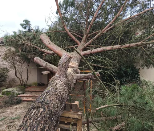 urgence-démontage-pin-parasol-tempete-tillieres-arbreseteau (5)