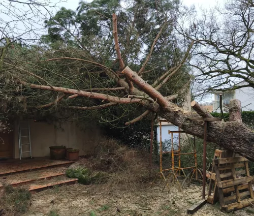 urgence-démontage-pin-parasol-tempete-tillieres-arbreseteau (6)