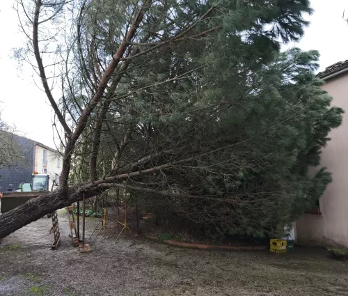 urgence-démontage-pin-parasol-tempete-tillieres-arbreseteau (7)